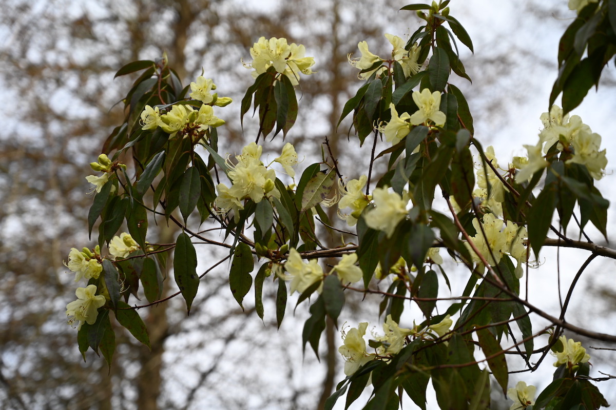 R. lutescens
